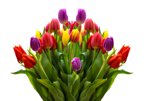 tulips-2323461_640